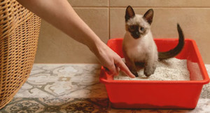 советы по обучению котенка к лотку