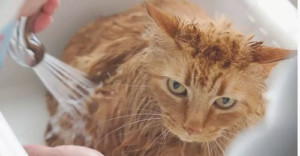 как часто купать кота