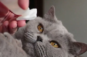 Как промыть глаза коту