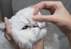 Когда нужно промывать глаза коту