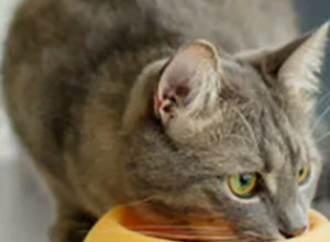 6 лучших кормов для кошек при диабете
