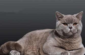 8 лучших кормов для кошек с мочекаменной болезнью