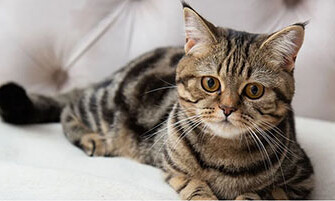 8 лучших кормов для кошек с почечной недостаточностью